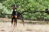 DOBERMANN 771